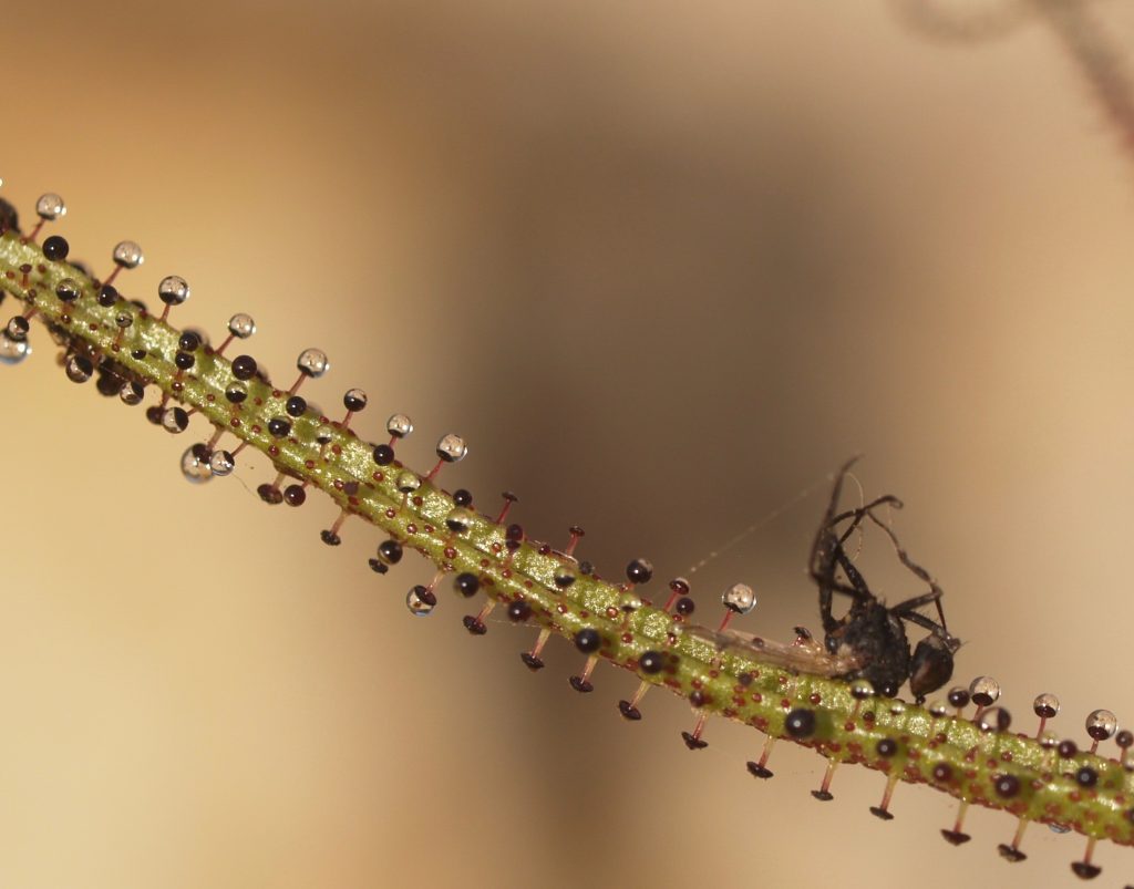 Conociendo la planta carnívora Drosophyllum lusitanicum, con Fernando Ojeda | Oikos #34