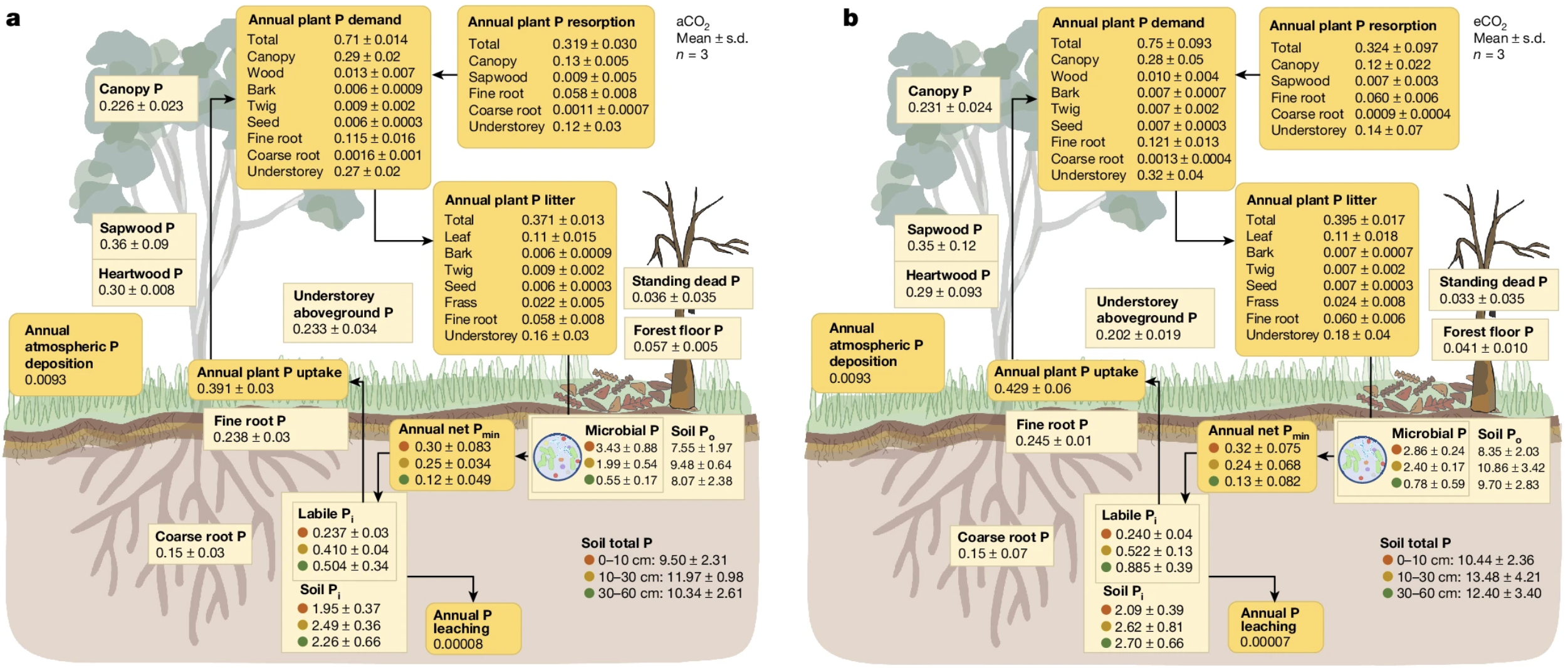 Bosques maduros, microorganismos y absorción de fósforo