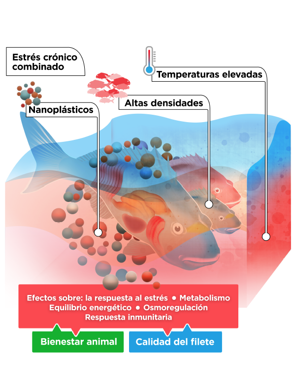 Combinación de agentes estresantes (COMBISTRESS): el próximo reto para los peces de acuicultura