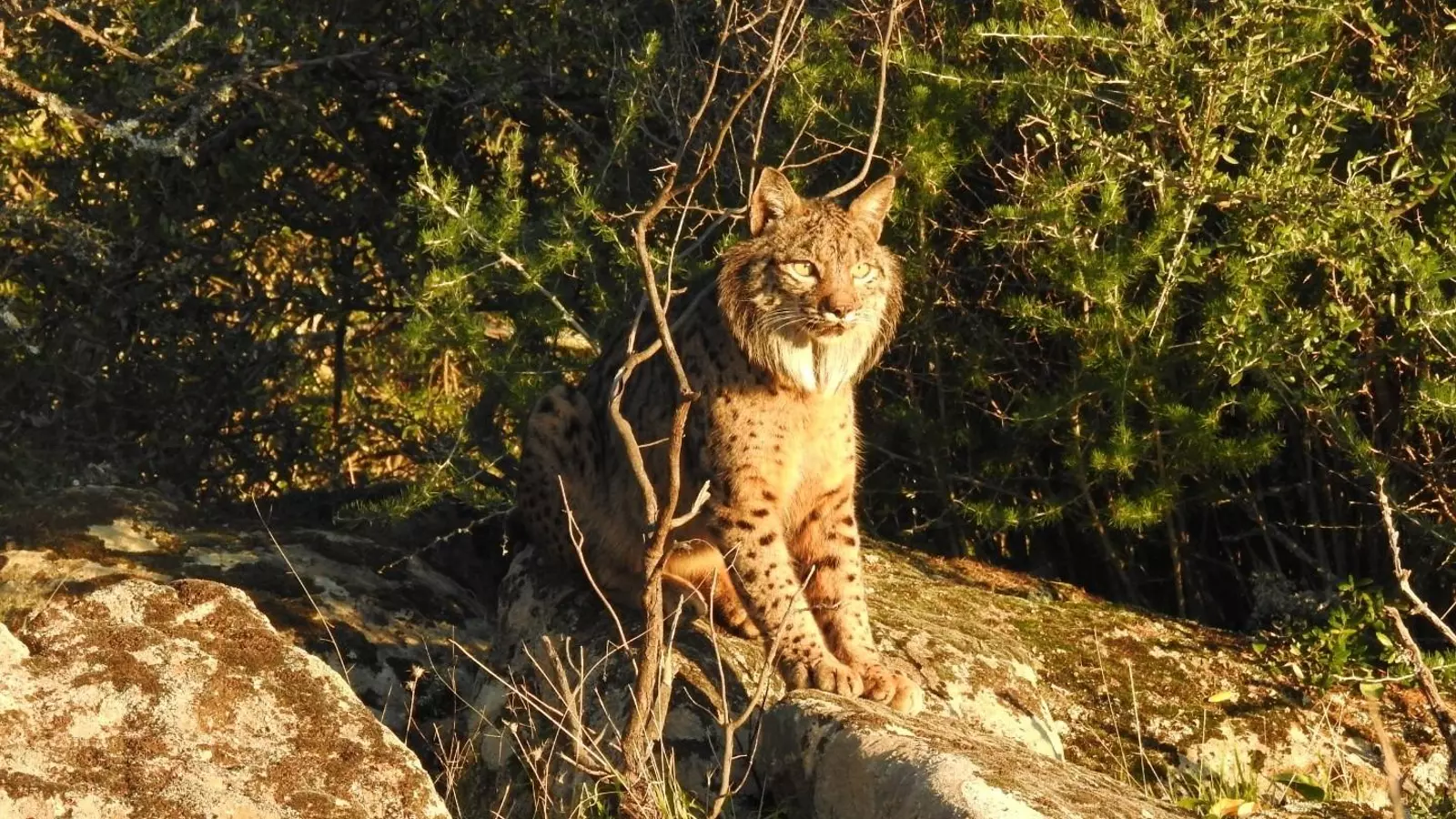 El lince ibérico: uno de los depredadores que influyen en la dispersión de semillas