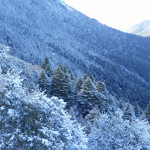 Pinsapar nevado en la cara norte de la sierra del Pinar (Grazalema).