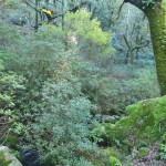 “Canuto” en la sierra del Aljibe, es decir, vegetación característica asociada a los arroyos de Los Alcornocales en la que destacan especies relictas como el rododendro (Rhododendron ponticum), el avellanillo (Frangula alnus), el acebo (Ilex aquifilium) o el laurel (Laurus nobilis).