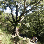 Alumnos observando un alcornoque (Quercus suber) centenario en Los Alcornocales (sierra del Aljibe).