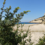 Enebro marítimo (Juniperus macrocarpa) y vegetación dunar en la Playa del Cañuelo (Cabo Camarinal), en El Estrecho